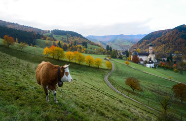 Münstertal Schwarzwald Kloster St. Trudpert Herbst Idyll Kuh Weide Morgen Stimmung Dunst...