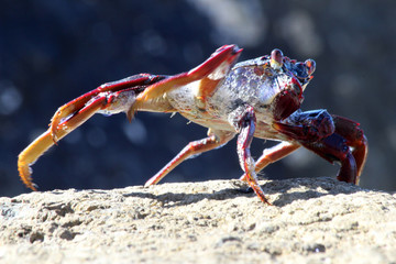 rote_Klippenkrabbe