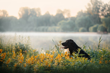 black labrador dog sitting by the river at sunrise