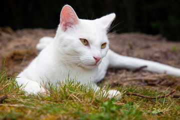 Naklejka na ściany i meble white cat is posing for photos