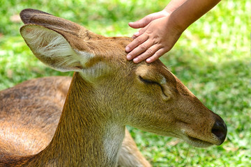 Deer in the zoo and children reaching out to touch