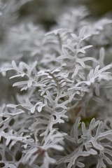 Weißfilziges Greiskraut (Senecio cineraria)