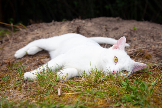 white cat is posing for photos