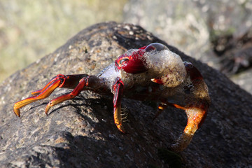 rote_Klippenkrabbe