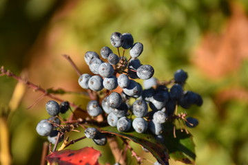 Blaue Früchte der Mahonie (Mahonia)