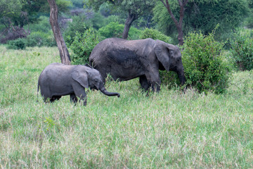 Fototapeta premium African elephant in the wild in the savannah in africa.