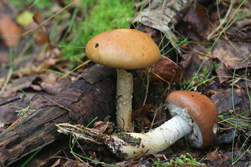 Stropharia hornemannii, known as luxuriant ringstalk or lacerated stropharia, poisonous mushrooms...
