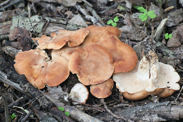 Rhodocybe gemina, known as tan pink gill, wild mushroom from Finland