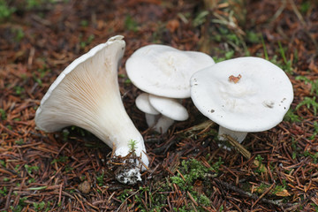 Clitopilus prunulus, known as the miller or the sweetbread mushroom, wild mushrooms from Finland