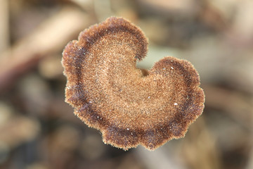 Auriscalpium vulgare, known as the pinecone mushroom, the cone tooth, or the ear-pick fungus,...