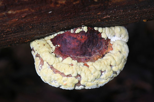 Hypocrea pulvinata, known as ochre cushion, growing on top of red belt conk, Fomitopsis pinicola, wild fungi from Finland