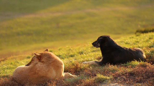 Closeup view of 2 beautiful big stray dog relaxing laying on grass outdoors in soft golden sunset light. Dogs barks and runs away.  Real time full hd video footage.