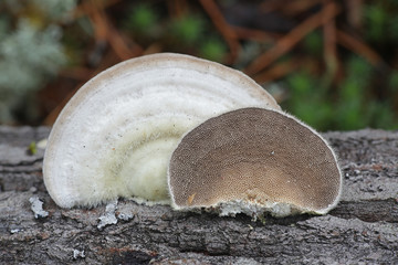 Trametes hirsuta, known as hairy bracket fungus, mushrooms from Finland