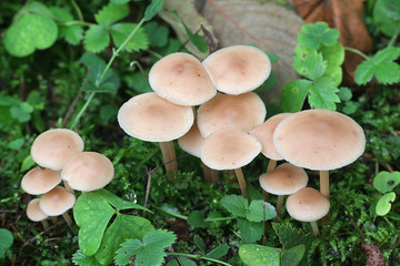 Gymnopus acervatus, known as Conifer Toughshank, mushrooms from Finland