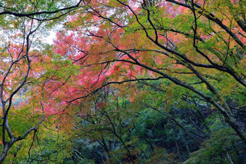 Obraz na płótnie Canvas Fall colours at Minoo Park in Osaka, Japan