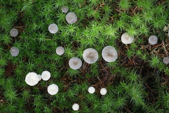 Mycena vulgaris, known as vulgar bonnet, mushrooms from Finland
