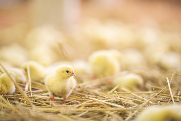 Baby chicks at farm
