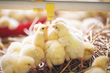 Baby chicks at farm © Aleksandar