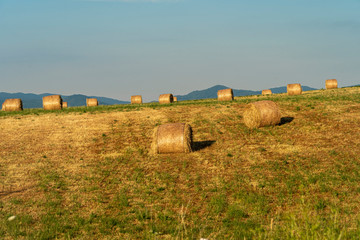 Summer landscape along the road to Camigliatello, Sila