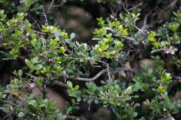 plant