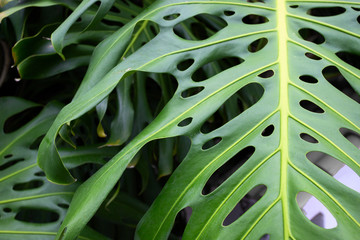 Obraz premium Green monstera palm leave for texture or background. Abstract nature plant image