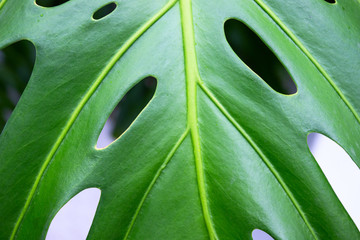 Fototapeta na wymiar Close up of bright monstera palm leaves for texture or background. Abstract nature plant image.