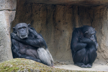 Schimpanse (Pan troglodytes)