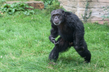 Fototapeta na wymiar Schimpanse (Pan troglodytes)