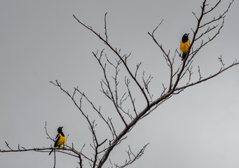 bird on branch