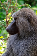 Baboon in the Bush, Safari in Africa