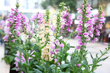 Fototapeta premium Angelonia goyazensis