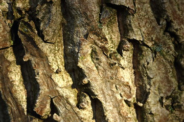 Close-up of the bark of an old walnut tree in my back yard.  Photographed with natural sunlight shining through the foliage, creating light spots on the bark.