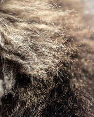 Fur of a cat as a background