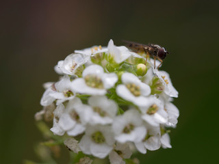 Insecte sur une fleur, macro