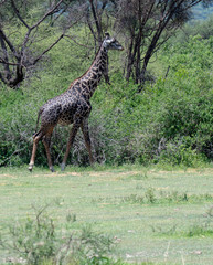 Giraffe animals in safari - Tanzania
