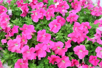 pink petunia in garden