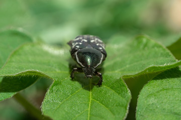 black bettle frontal shot
