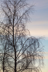 Fototapeta na wymiar Tree branches on a sunset background