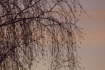 Tree branches on a sunset background