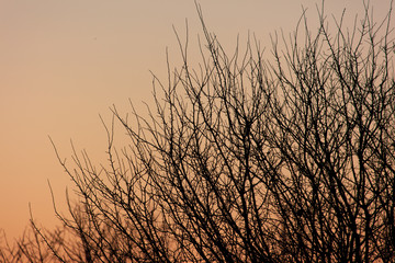 Tree branches on a sunset background