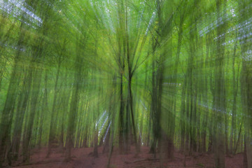 summar forest on a bright sunny day. Abstract photo. Colorful textured background. long shutter speed.