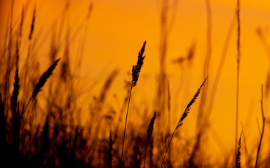 Obraz premium Silhouettes of dry grass on a sunset background