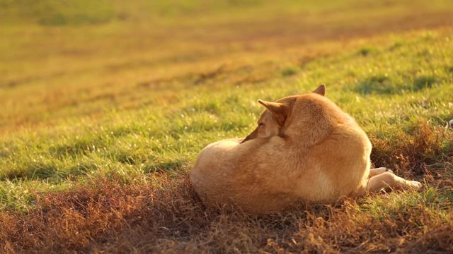 Closeup portrait of beautiful big brown sleepy stray dog relaxing laying on grass outdoors in soft golden sunset light. Real time full hd video footage.