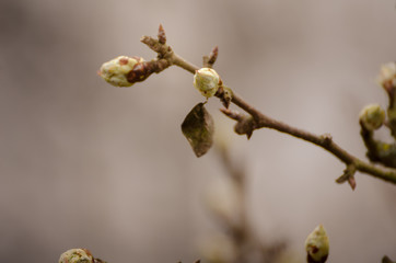 one blooming young bud on a tree branch with blurry background macro shot spring
