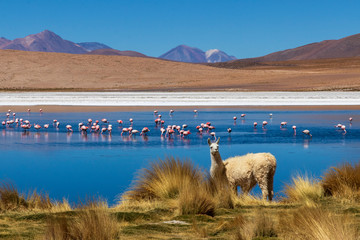 Laguna with flamingos on the altiplano in bolivia - obrazy, fototapety, plakaty