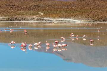 Laguna with flamingos on the altiplano in bolivia