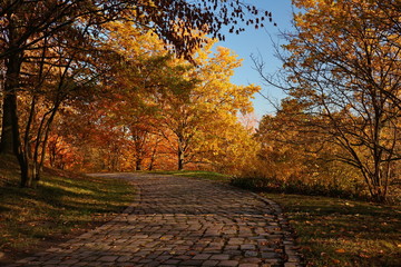 bench and stone steps in a park covered autumn leaves