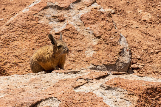 Viscache, Lagidium viscacia,  resting in the rocks on the altiplano in Bolivia.