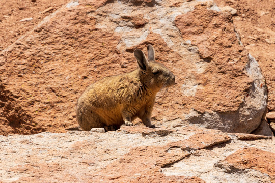 Viscache, Lagidium viscacia,  resting in the rocks on the altiplano in Bolivia.