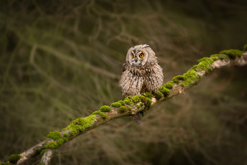 Amazing owl sitting calmly on a tree branch covered with green moss. Peaceful and lazy looking animal, yet dangerous bird of prey. Dark autumn forest atmosphere.